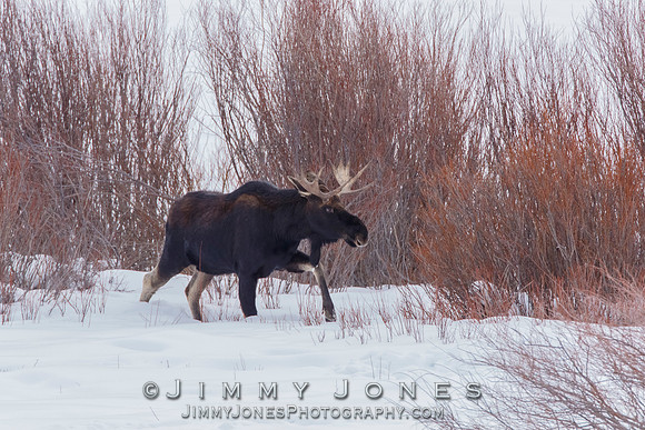 Moose