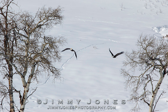Bald Eagles in Flight