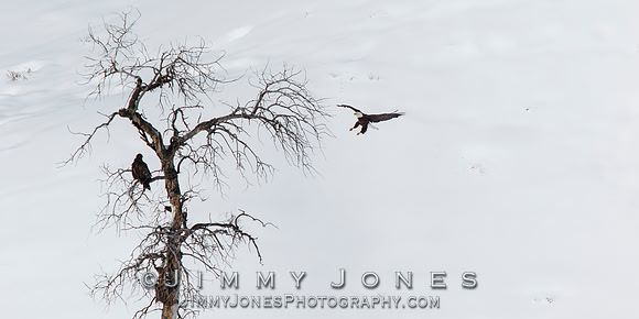 Bald Eagle with Golden Eagle