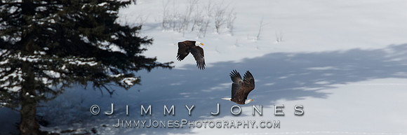 Bald Eagles in Flight