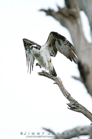 Osprey