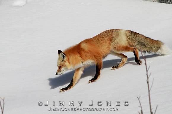 Red Fox