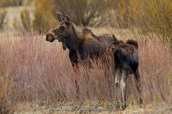 Moose