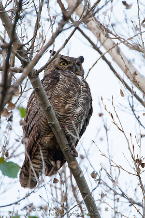 Great Horned Owl