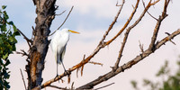 Great Egret