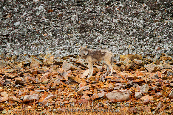 Blacktail Yearling