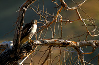 Red-tailed Hawk (Juvenile)