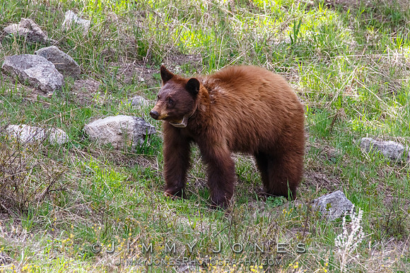 Cinnamon Black Bear