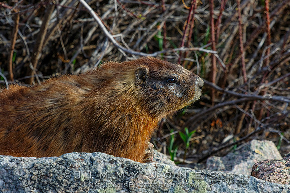 Marmot