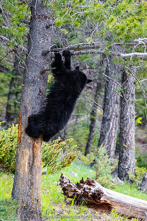 Black Bear