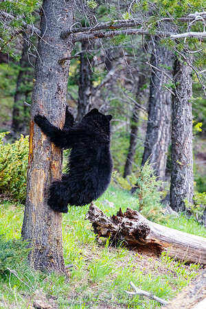 Black Bear