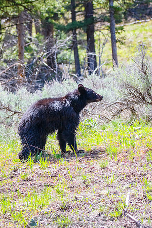 Black Bear