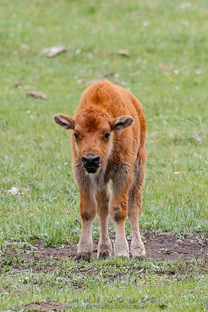 Bison Calf