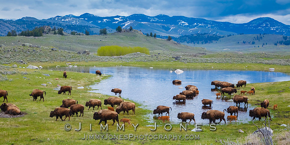 Bison Herd / Little America