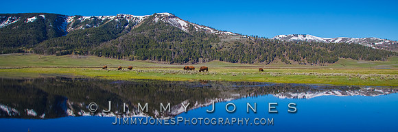 Lamar Valley in Spring