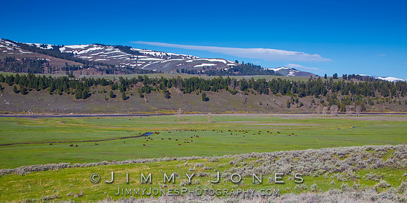 Bison in Lamar Valley