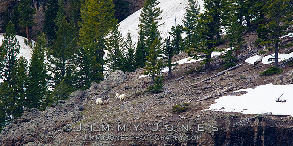 Mountain Goats