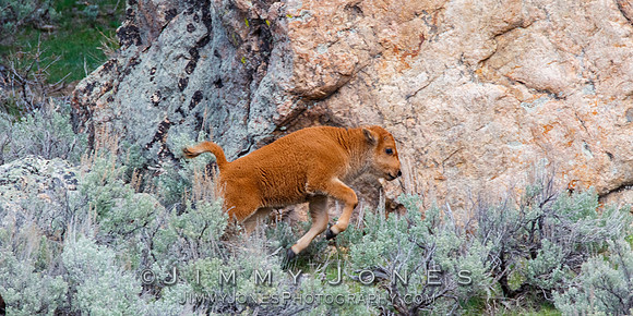 Bison Calf