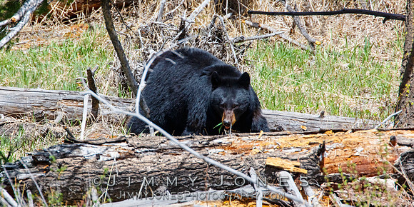 Black Bear