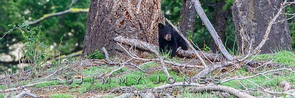 Black Bear Cub