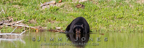 Black Bear