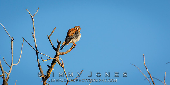 American Kestrel