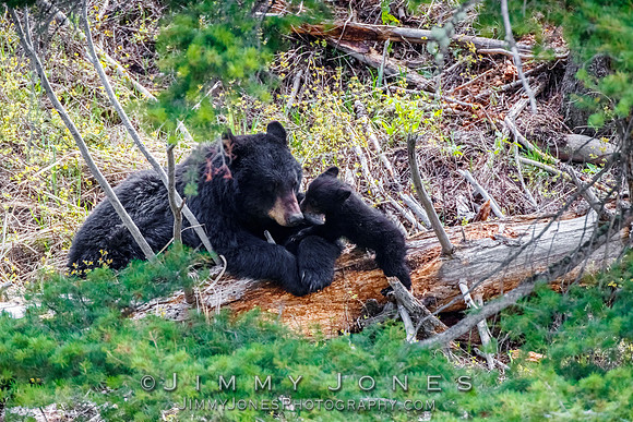 Black Bear Sow Rosie w/ Cub