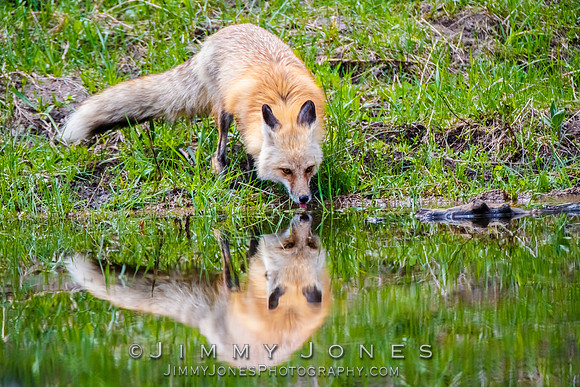 Fox at Pond