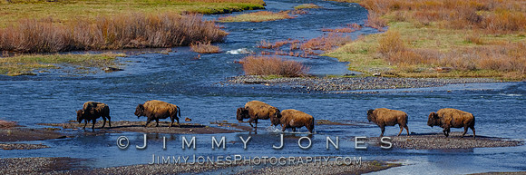 Bison