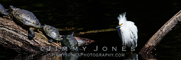 Snowy Egret with Turtles