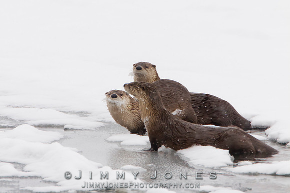 River Otters