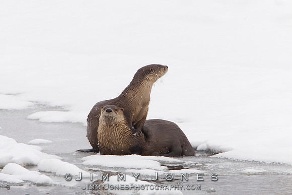 River Otters