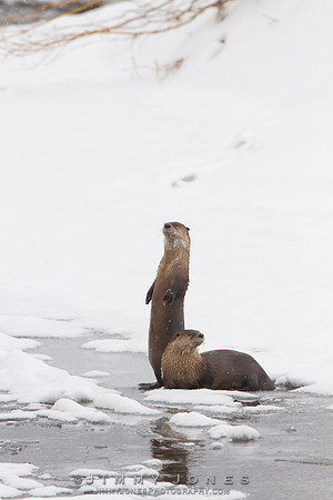 River Otters