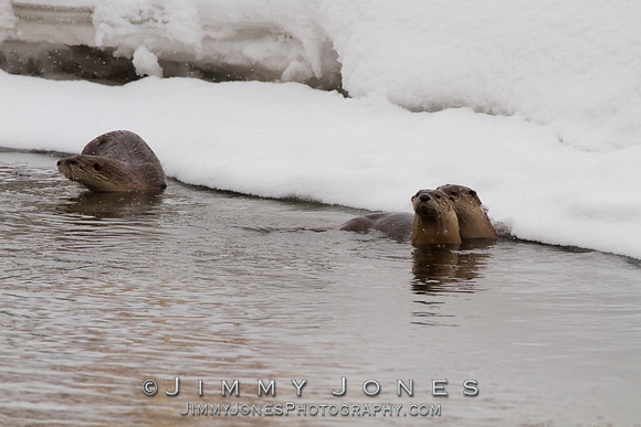 River Otters