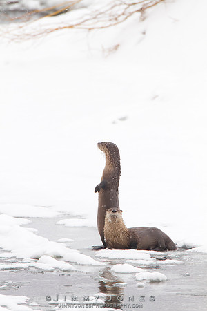 River Otters