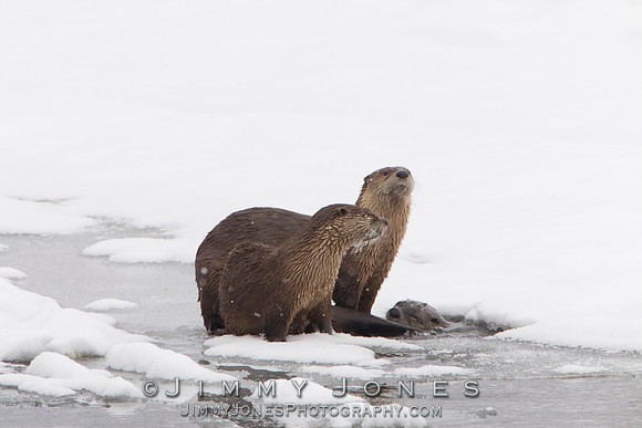 River Otters