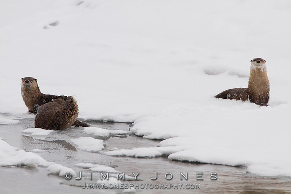 River Otters