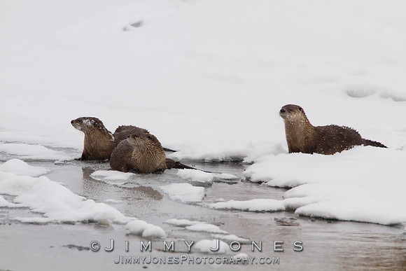 River Otters