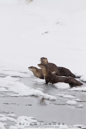 River Otters