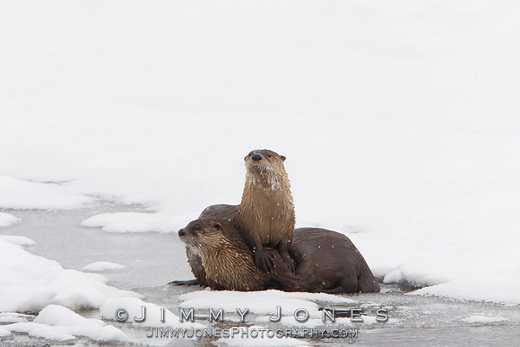River Otters
