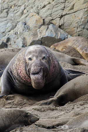 Elephant Seal ~ Beach Master