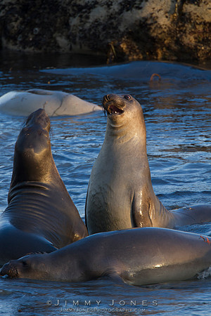 Elephant Seals
