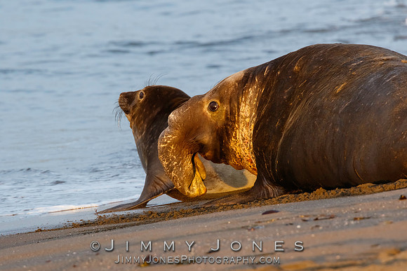 Elephant Seal ~ Beach Master