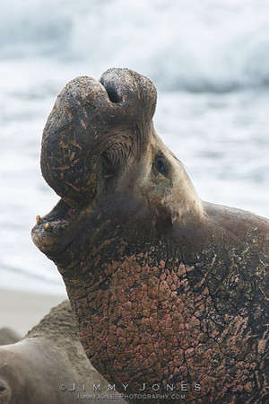 Elephant Seal ~ Beach Master