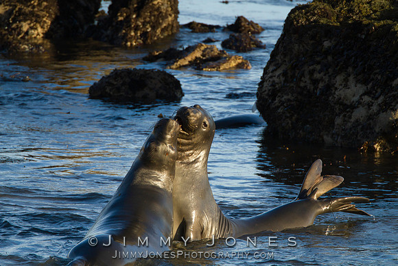 Elephant Seals