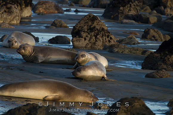 Elephant Seals