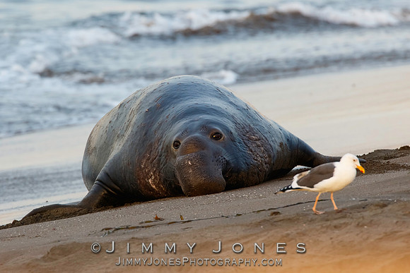 Elephant Seal