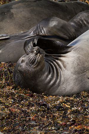 Elephant Seal