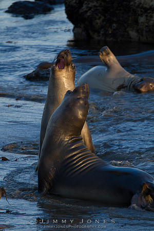 Elephant Seals
