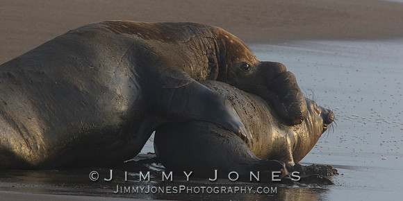 Elephant Seal ~ Beach Master
